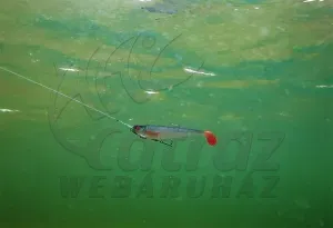 Fox Rage Pro Shad 10cm UV Ultra Natural Roach – Élethű Gumihal