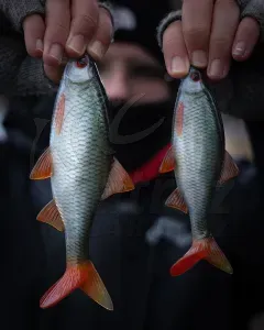 Fox Rage Ultra Natural Replicant Roach 14cm – Élethű Gumihal