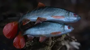 Fox Rage Ultra Natural Replicant Roach 14cm – Élethű Gumihal