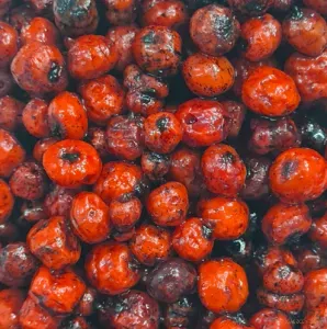 SBS Red One Tigrismogyoró 1 kg - SBS Főtt Tigrismogyoró