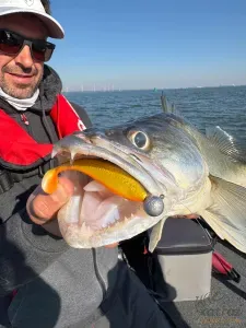 Fox Rage Zander Pro 7.5cm UV Golden Shiner - Fox Rage Gumihal