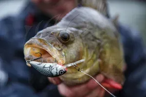 Salmo Wobbler Hornet Sinking 2.5cm - Real Identity Perch