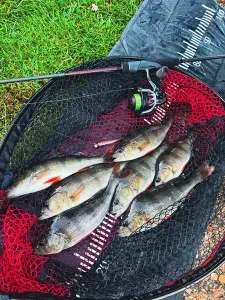 Fox Rage Mini Tiddler Mixed Colour Pack 8cm - Fox Rage Gumihal Mix