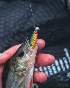 Fox Rage Mini Tiddler Mixed Colour Pack 8cm - Fox Rage Gumihal Mix