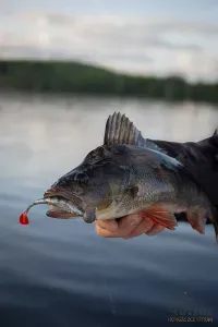 Fox Rage Scent Shads Ultra Natural Perch 11cm - Fox Rage Gumihal