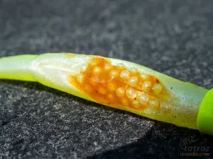 Fox Rage Scent Shads Green Pumpkin 11cm - Fox Rage Gumihal