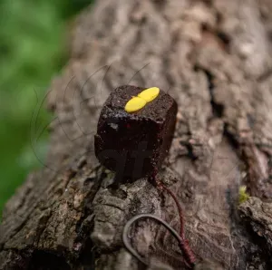 Black Cat Pellet Pro Mega Pellet Stops - Black Cat Harcsás Csaliütköző
