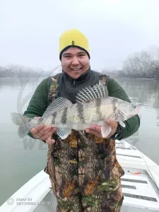 Reiva Flat Minnow Shad Sárga-Ezüst Gumihal - Reiva Műcsali 12,5 cm 3 db/csomag